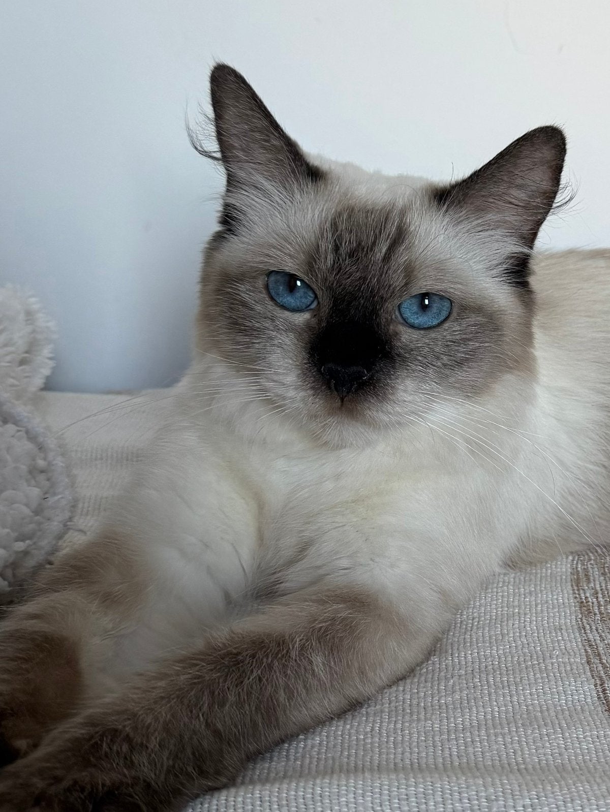 Seal Point Ragdoll Poes met Stamboom, Poes, Met stamboom