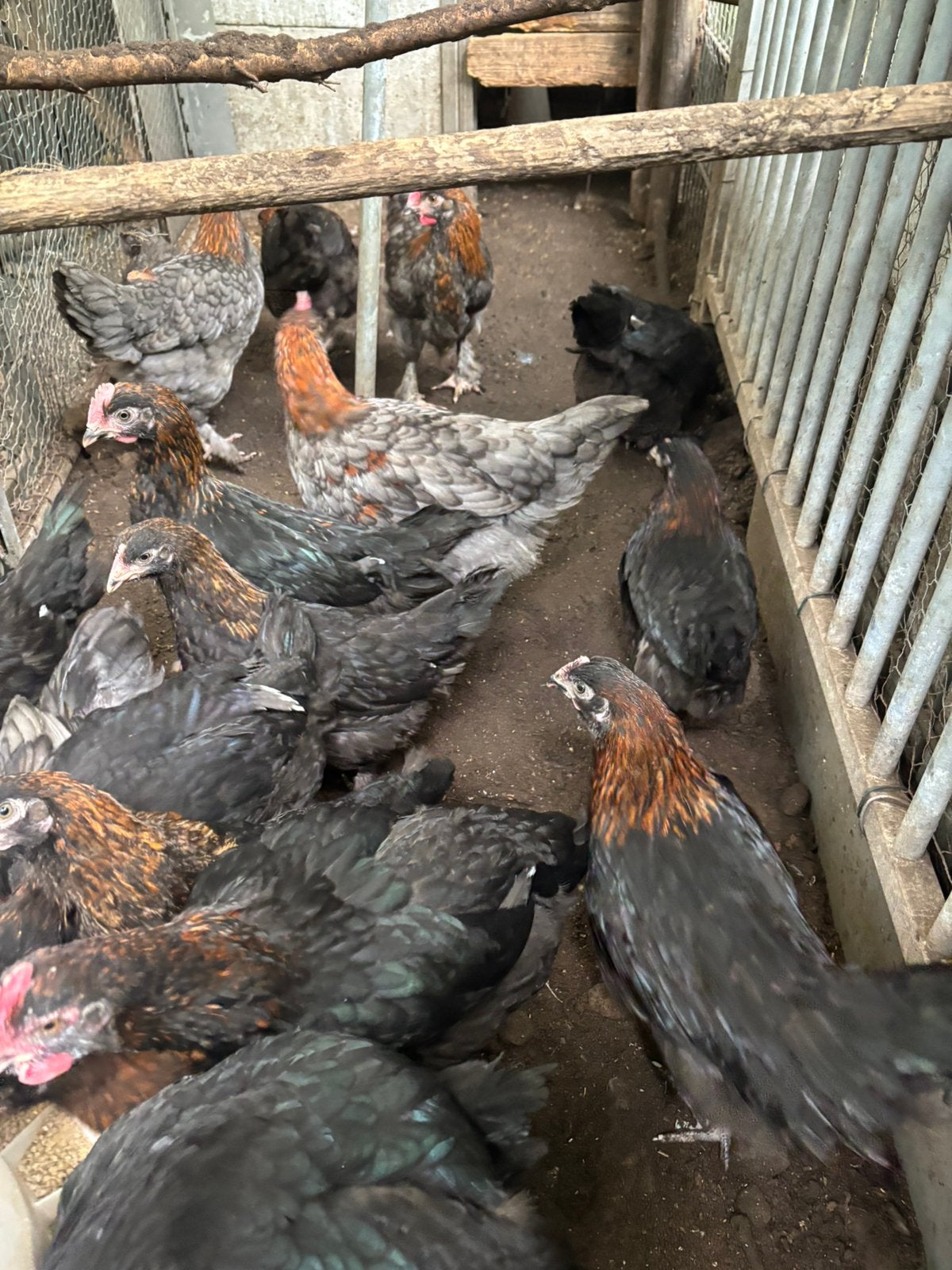 Jonge Marans haantjes, Dieren en Toebehoren, Mannelijk, Kip