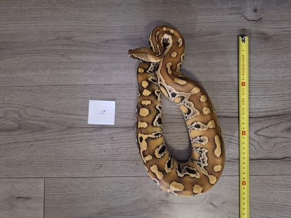 1.1 Python brongersmai, Dieren en Toebehoren, Reptielen en Amfibieën, Slang, 0 tot 2 jaar