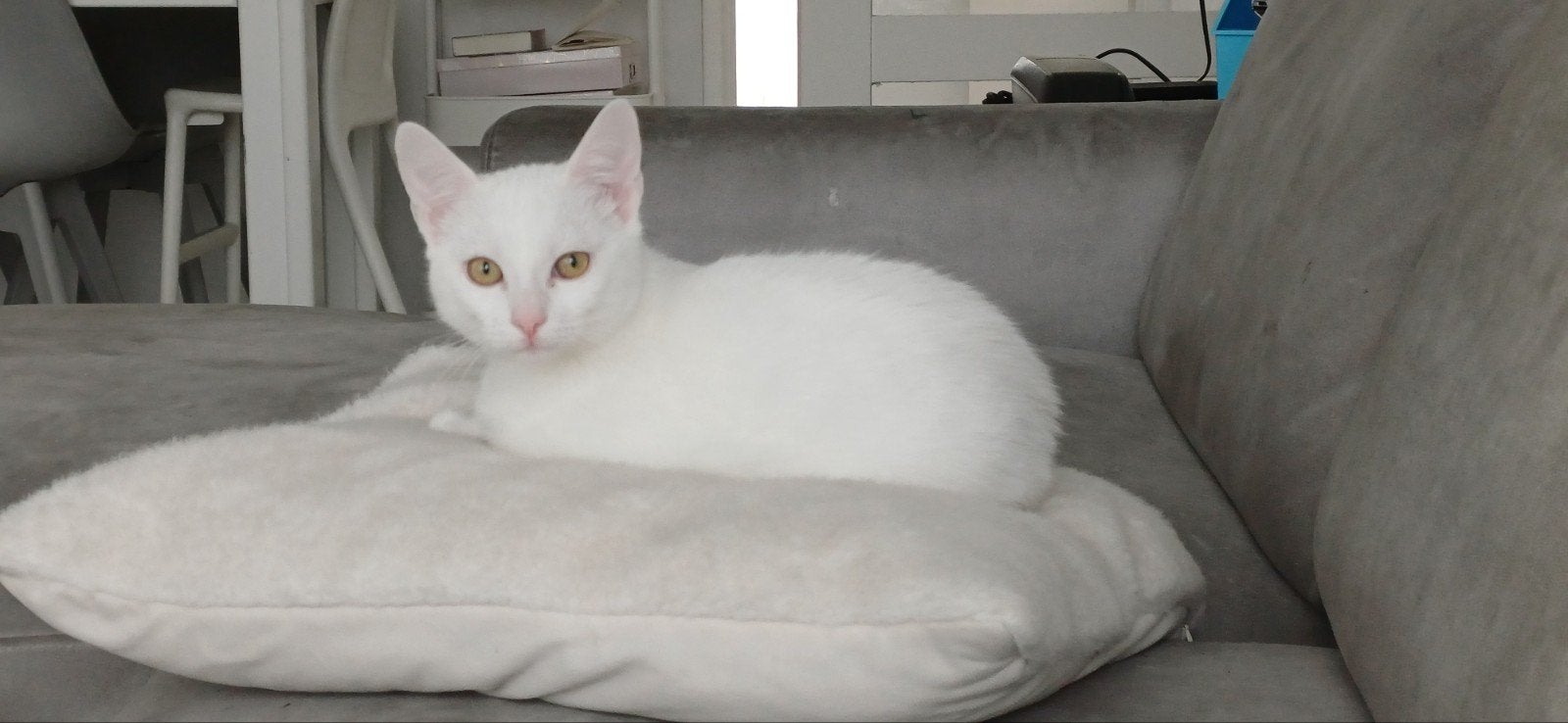 hele lieve kittens, 5 maanden 💙&🩷 jongen bruin / meisje wi, Dieren en Toebehoren, 0 tot 2 jaar