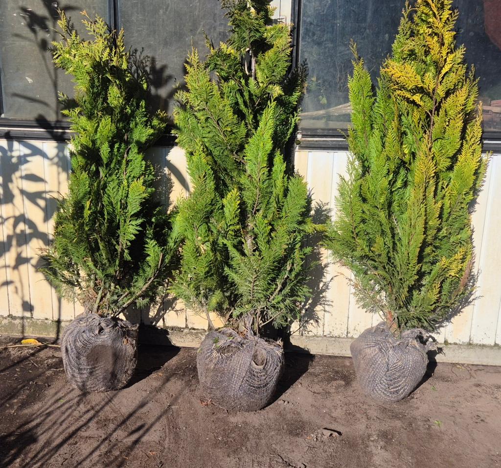 Conifeer | Cham. l. Ivonne, Tuin en Terras, Planten | Struiken en Hagen, Haag, Conifeer, 100 tot 250 cm, Ophalen