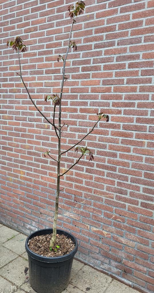 Walnotenboom, Ophalen, Volle zon, In pot, 250 tot 400 cm