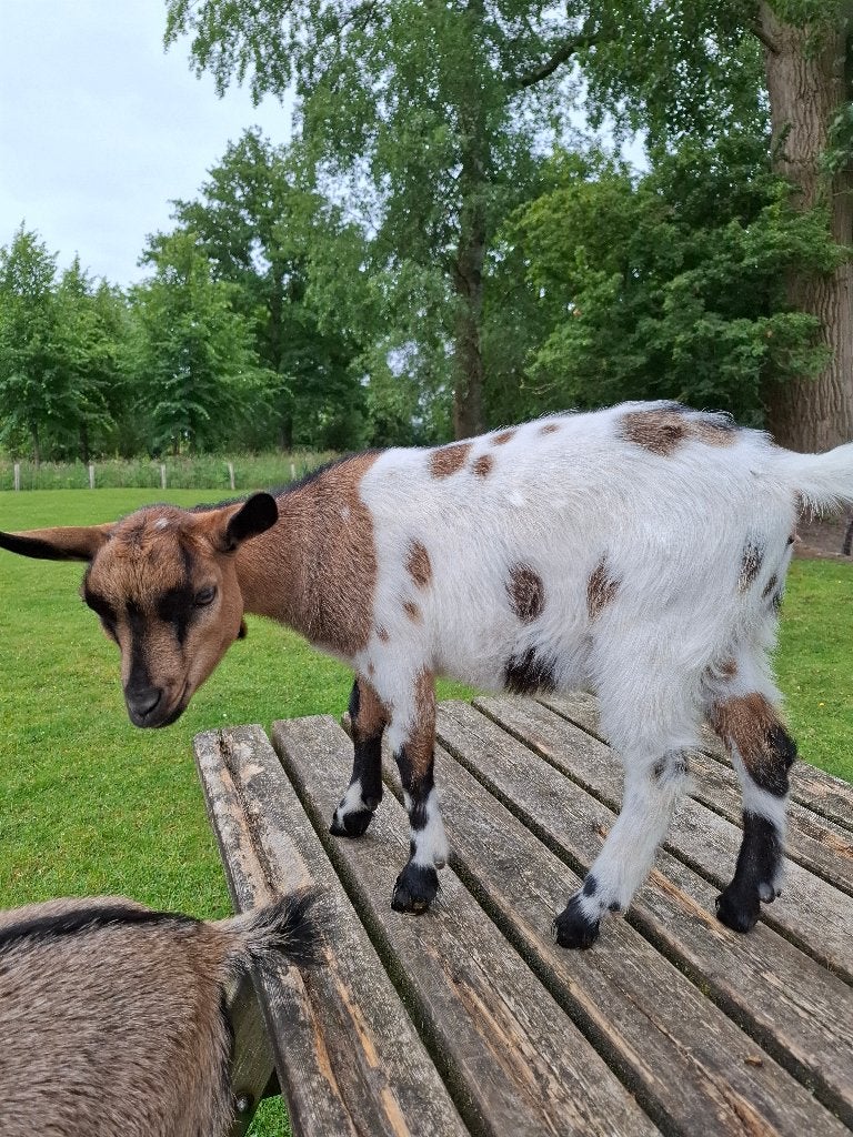 dwerg bokjes, Dieren en Toebehoren, Mannelijk, Geit