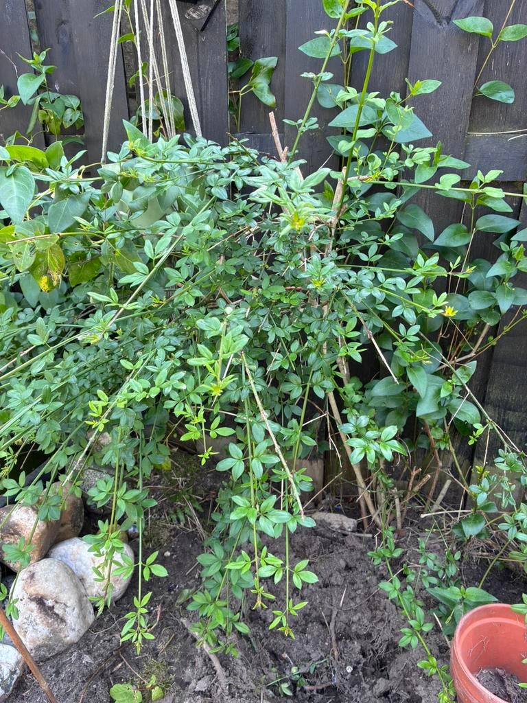 Winter jasmijn., Ophalen, Klimplanten, Halfschaduw