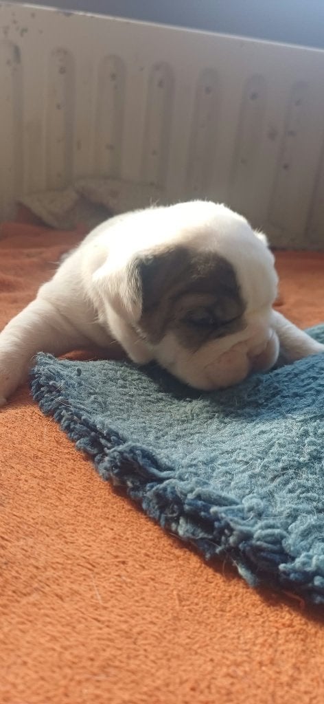 Engelse x franse bulldog puppys, België, Particulier, 8 tot 15 weken, Bulldog