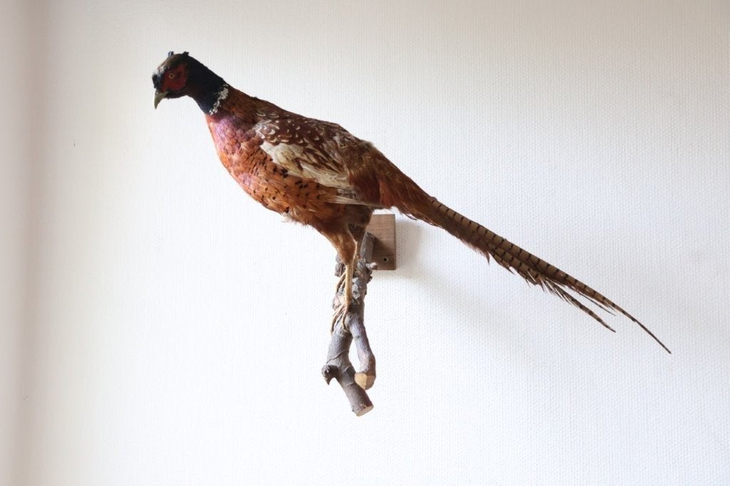 Taxidermie opgezette fazant, Ophalen of Verzenden, Gebruikt, Vogel, Opgezet dier