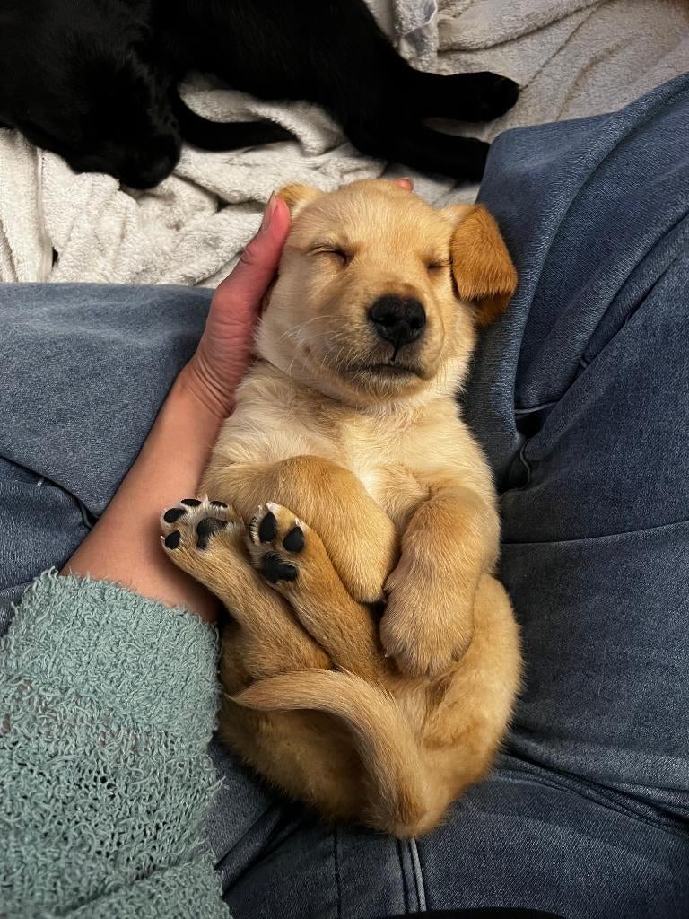 Prachtige labrador x golden retiever pups, Dieren en Toebehoren, Honden | Retrievers, Spaniëls en Waterhonden, Parvo, 8 tot 15 weken