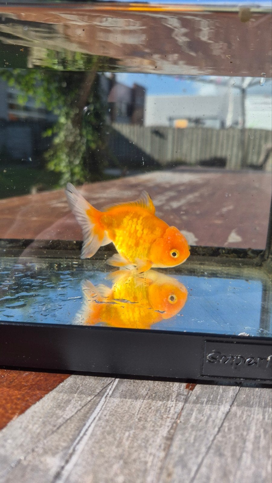 Oranda goudvis, Dieren en Toebehoren, Vis
