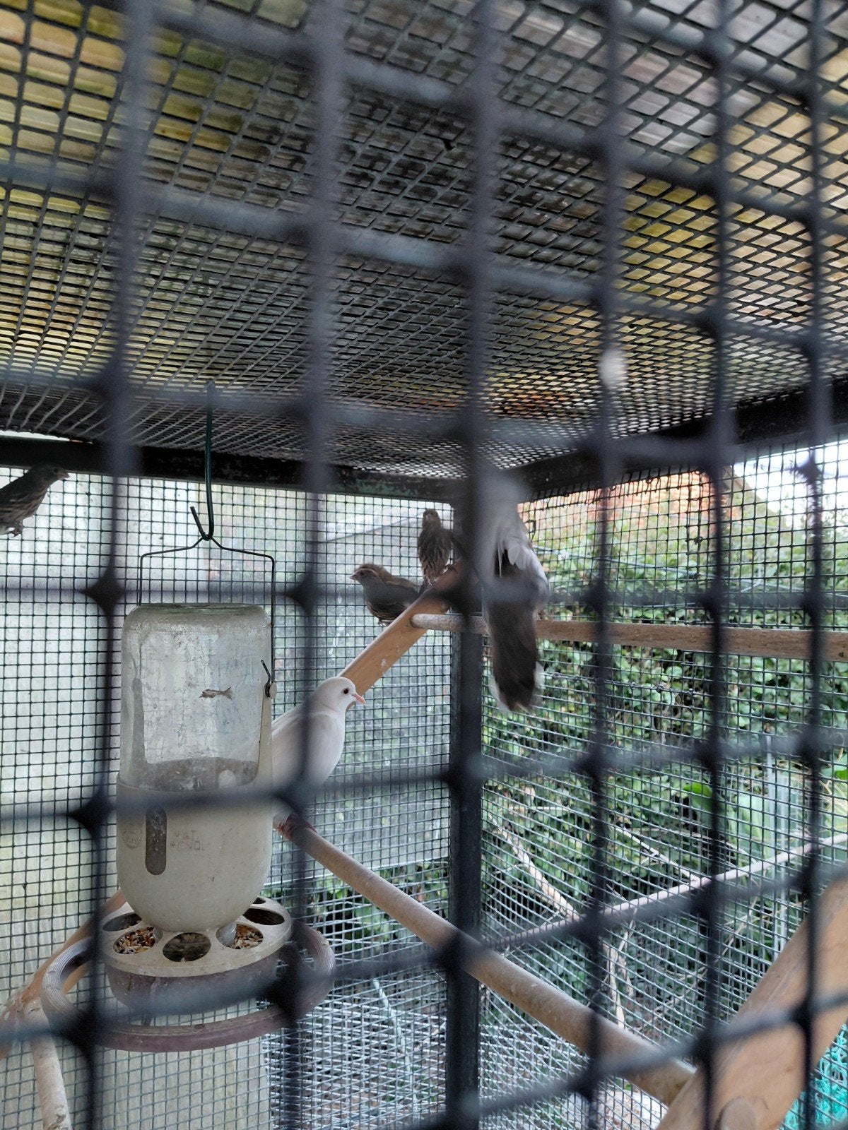div vogels, Dieren en Toebehoren