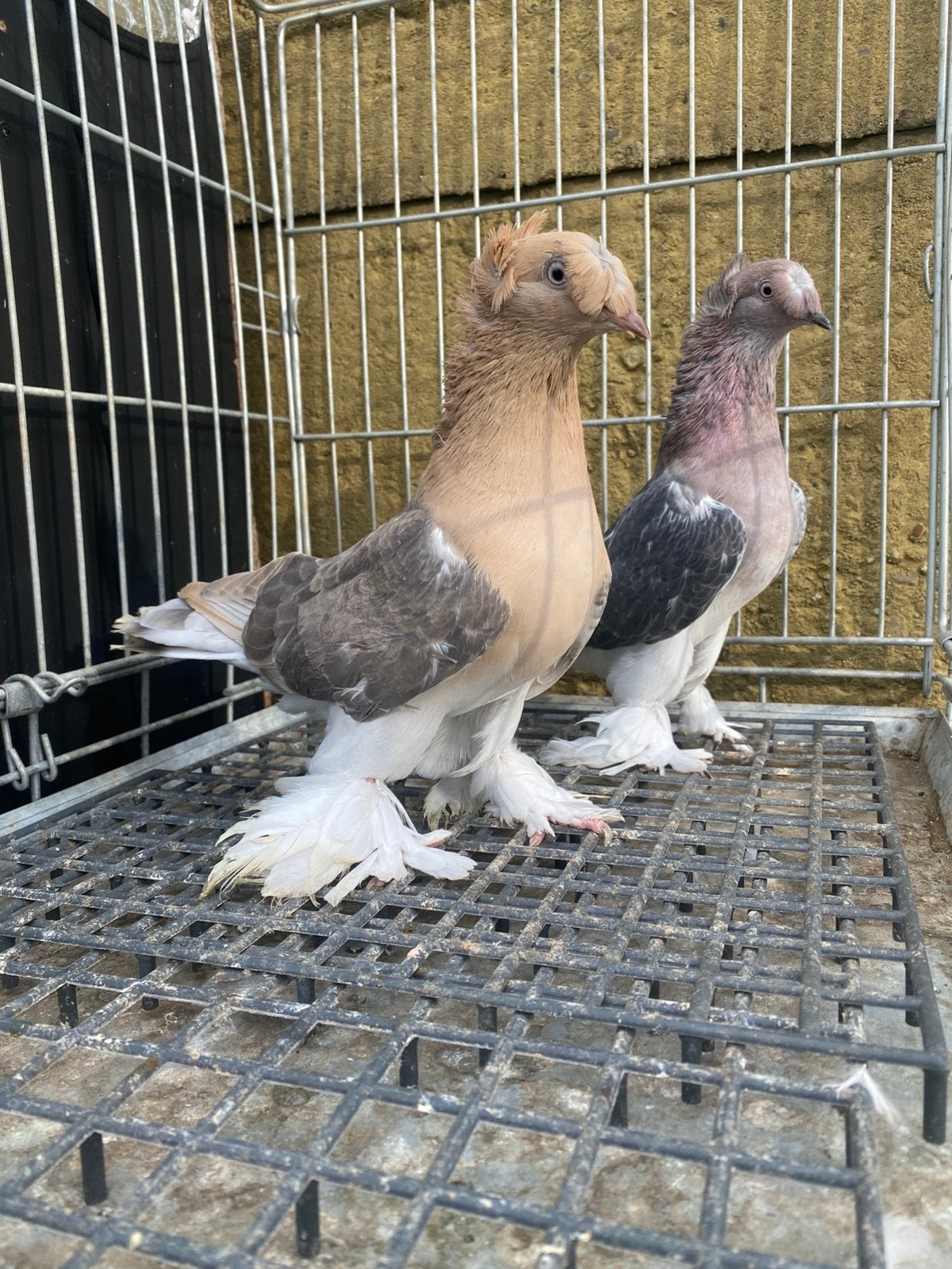 Takla morbaş Kuveyt, Meerdere dieren, Postduif