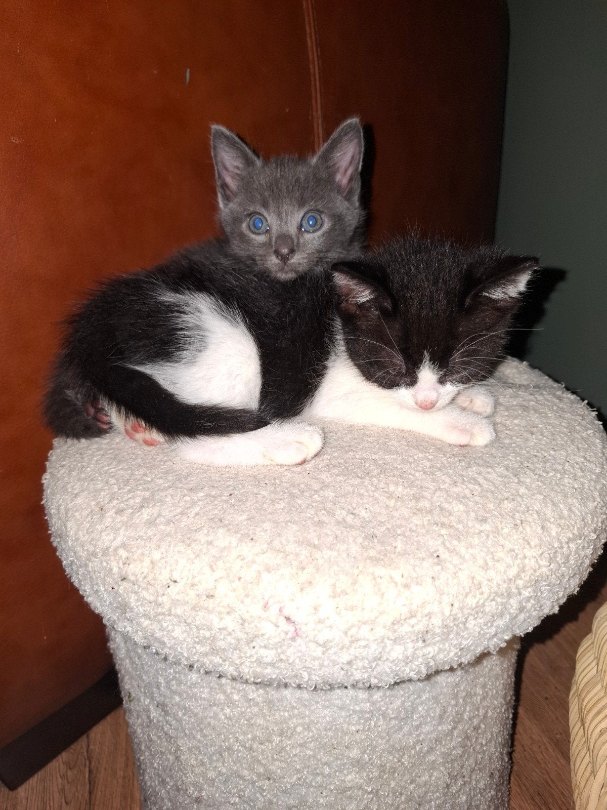 kittens