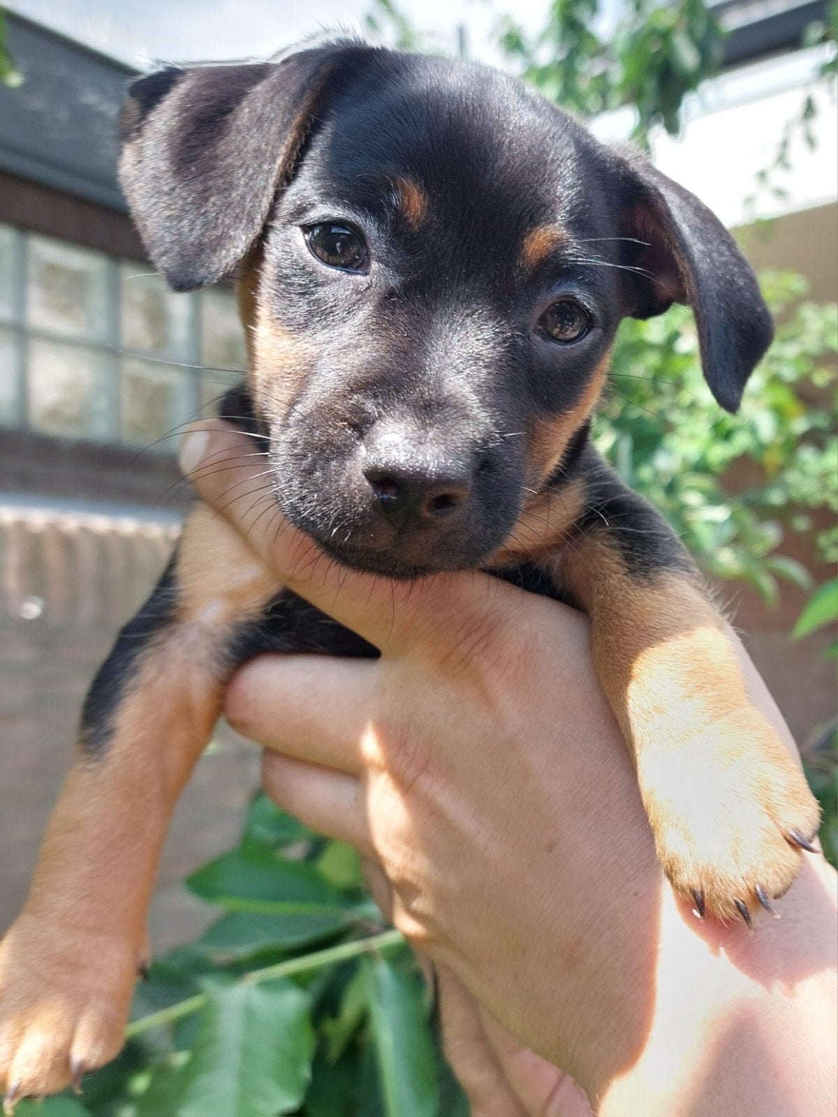 ♥️Lieve JackRussel Pups🐶 Black&tan Laagbenig❤️, Jack Russell Terriër, 8 tot 15 weken, Teef, Meerdere