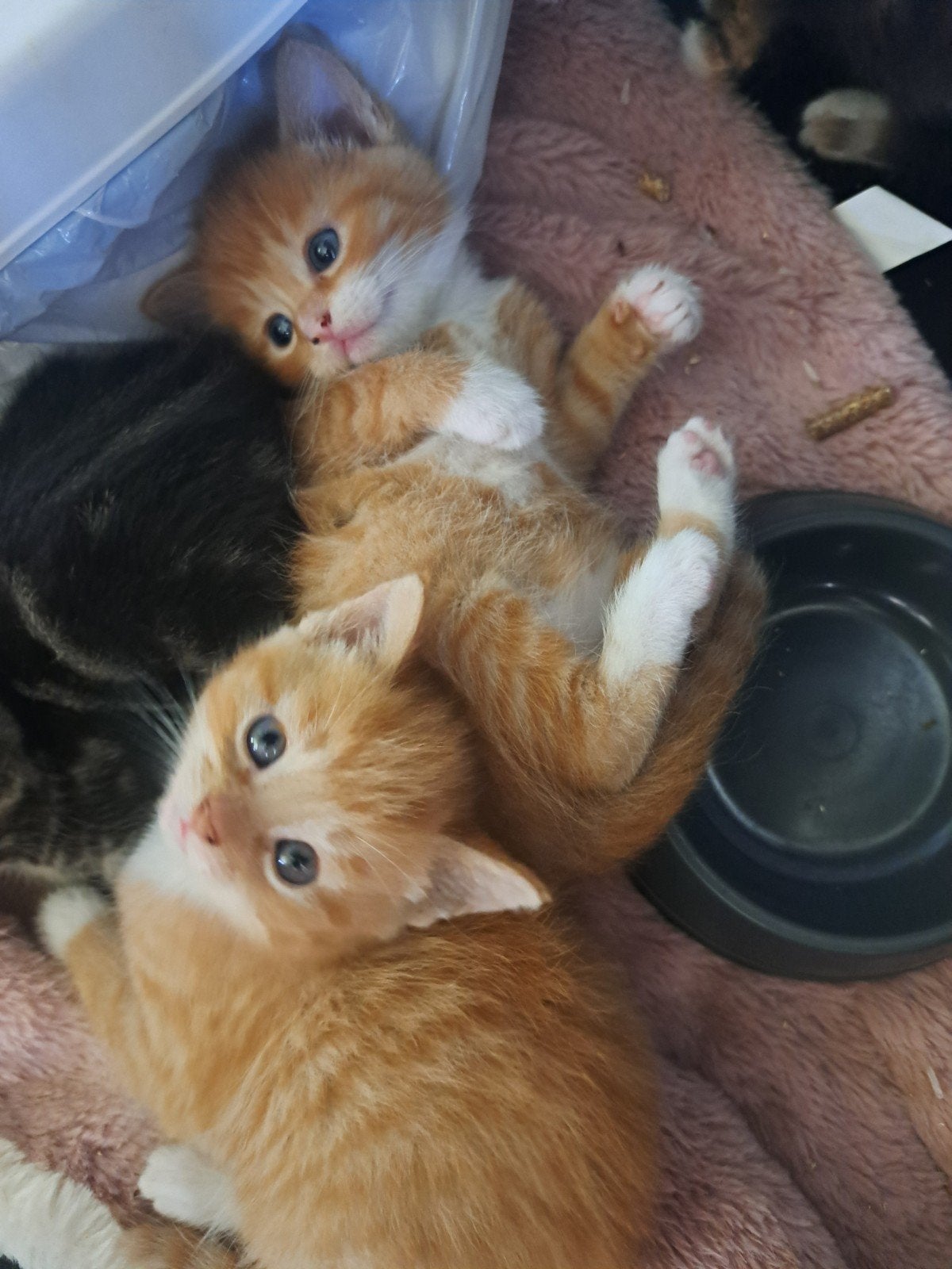 Kittend, Dieren en Toebehoren, Katten en Kittens | Raskatten | Korthaar, Kater, Ontwormd, 0 tot 2 jaar