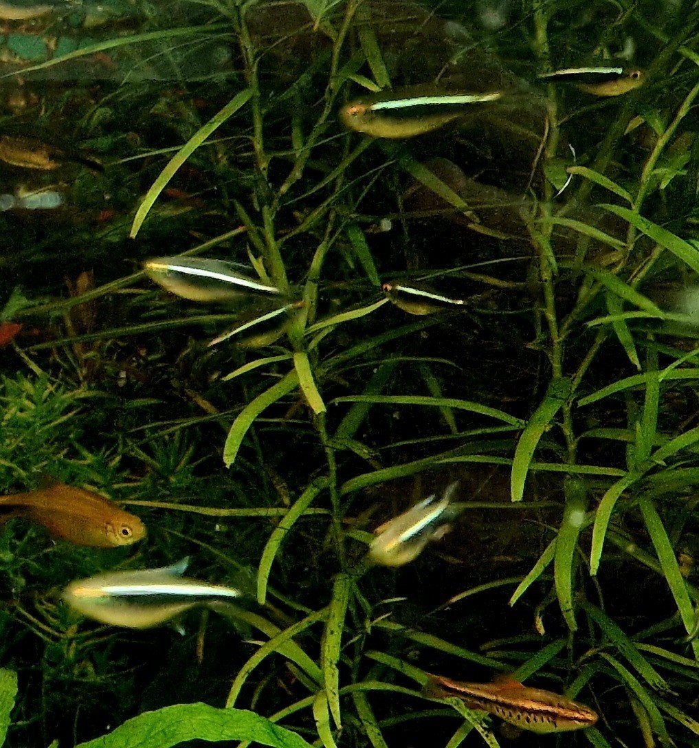 zwarte neontetra (hyphessobrycon herbertaxelrodi)   i, Dieren en Toebehoren, Vis