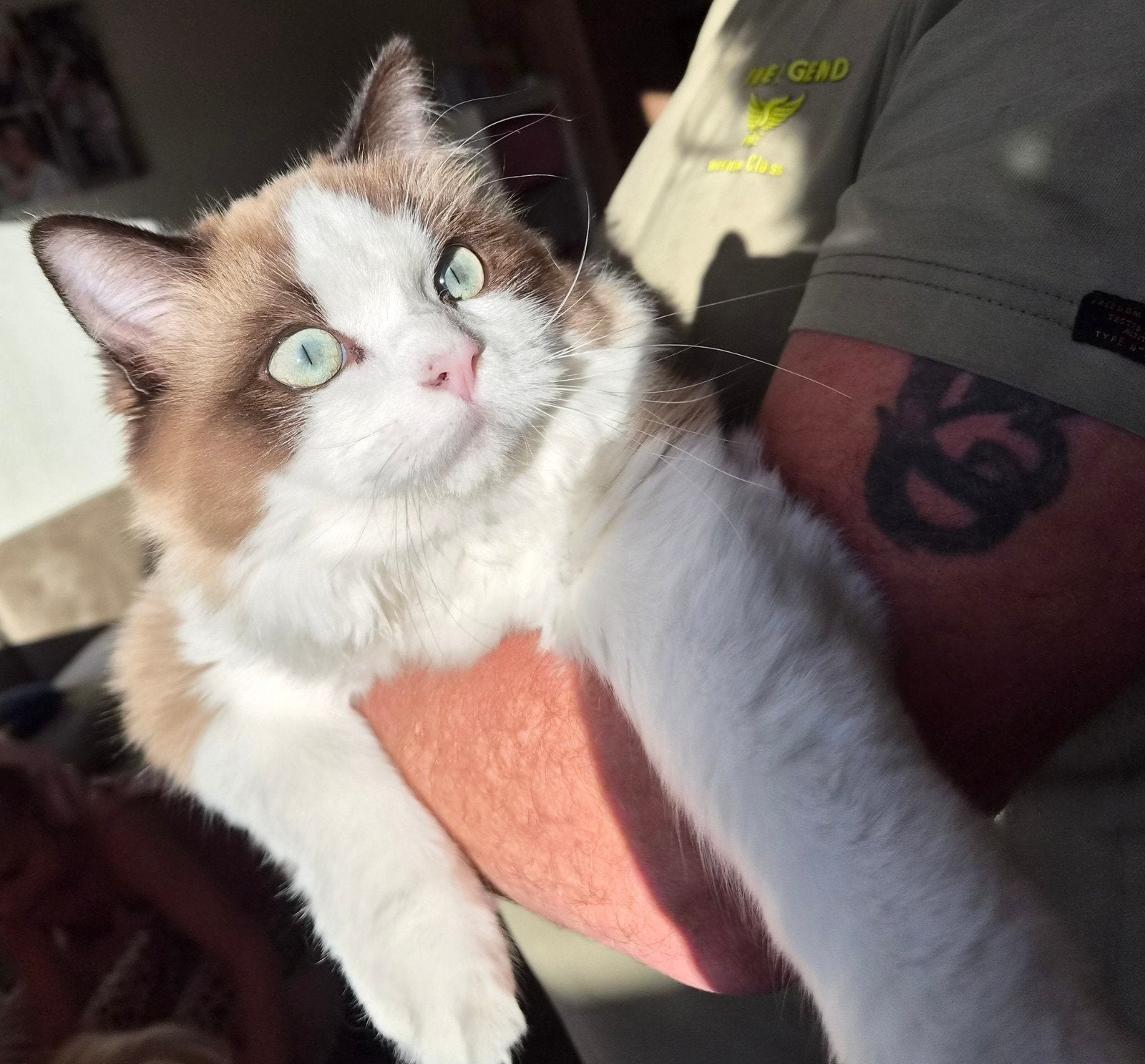 Lieve Ragdol kater 6mnd gecastreerd., Dieren en Toebehoren, Kater, Gechipt, 0 tot 2 jaar
