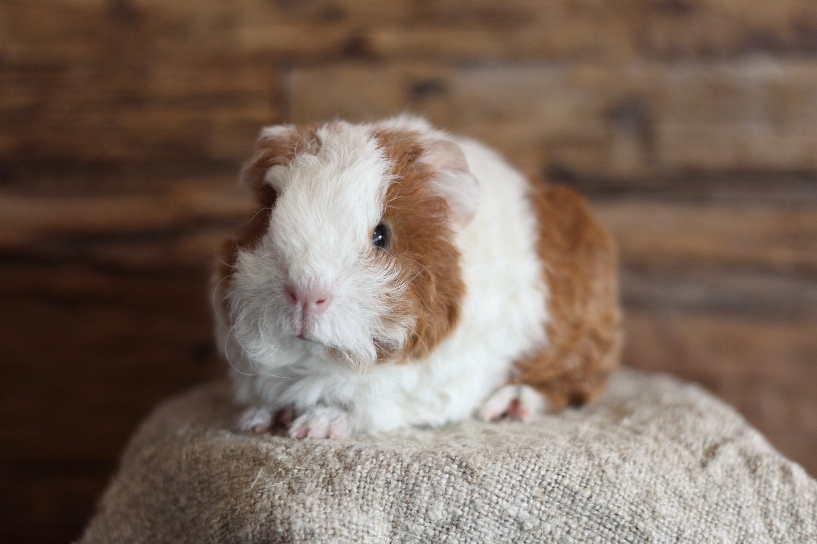 PIPPA | CAVIA | TESSEL | ZEUG, Dieren en Toebehoren, Knaagdieren, Cavia, Juli, Vrouwelijk, Tam