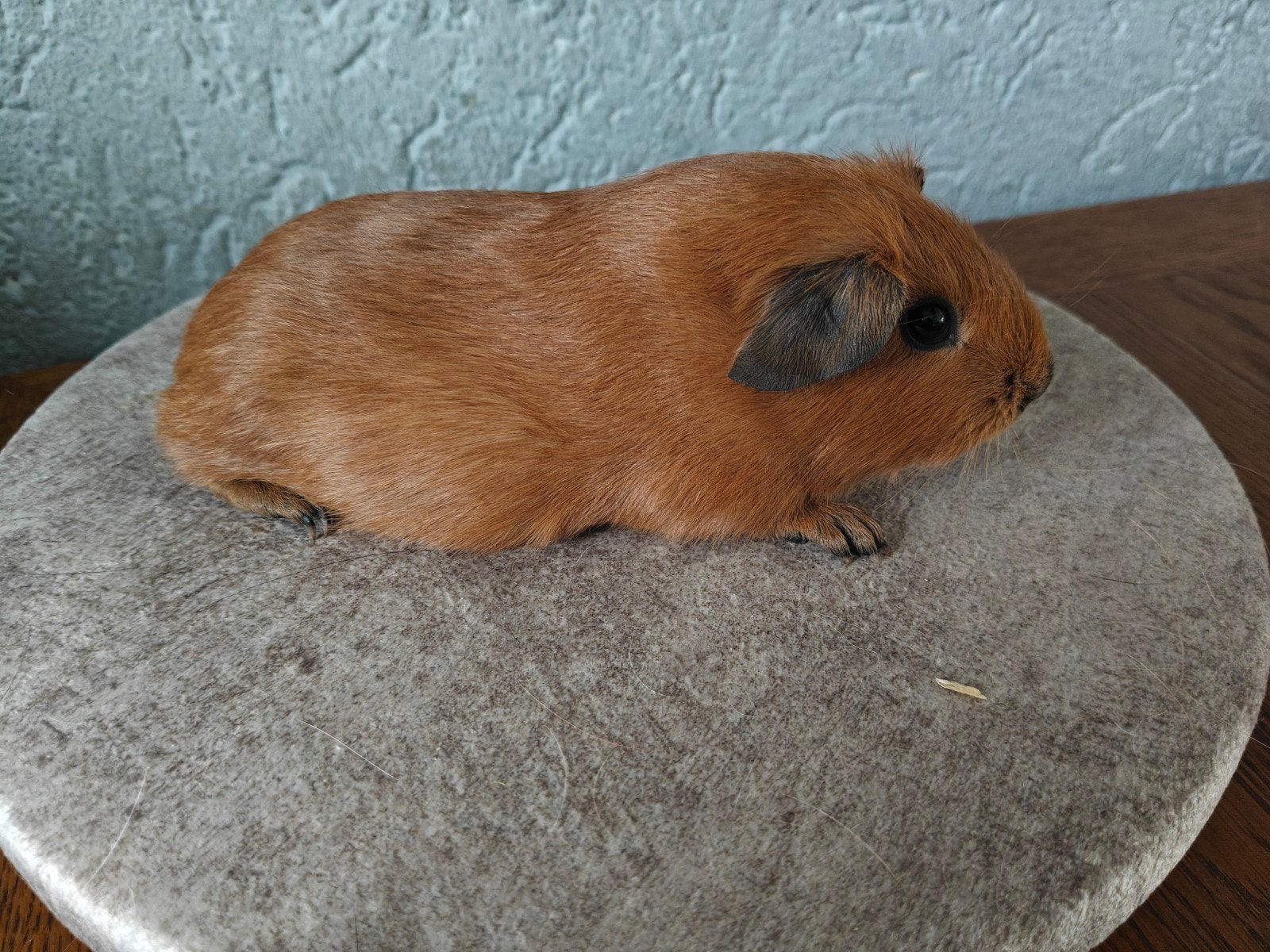 Rood California zwarte zeug, Dieren en Toebehoren, Cavia, Vrouwelijk, Mei, Tam
