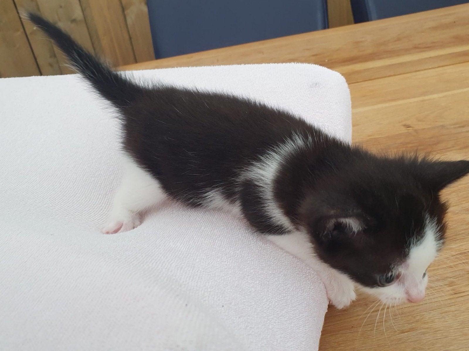 Lieve kittens, Meerdere dieren
