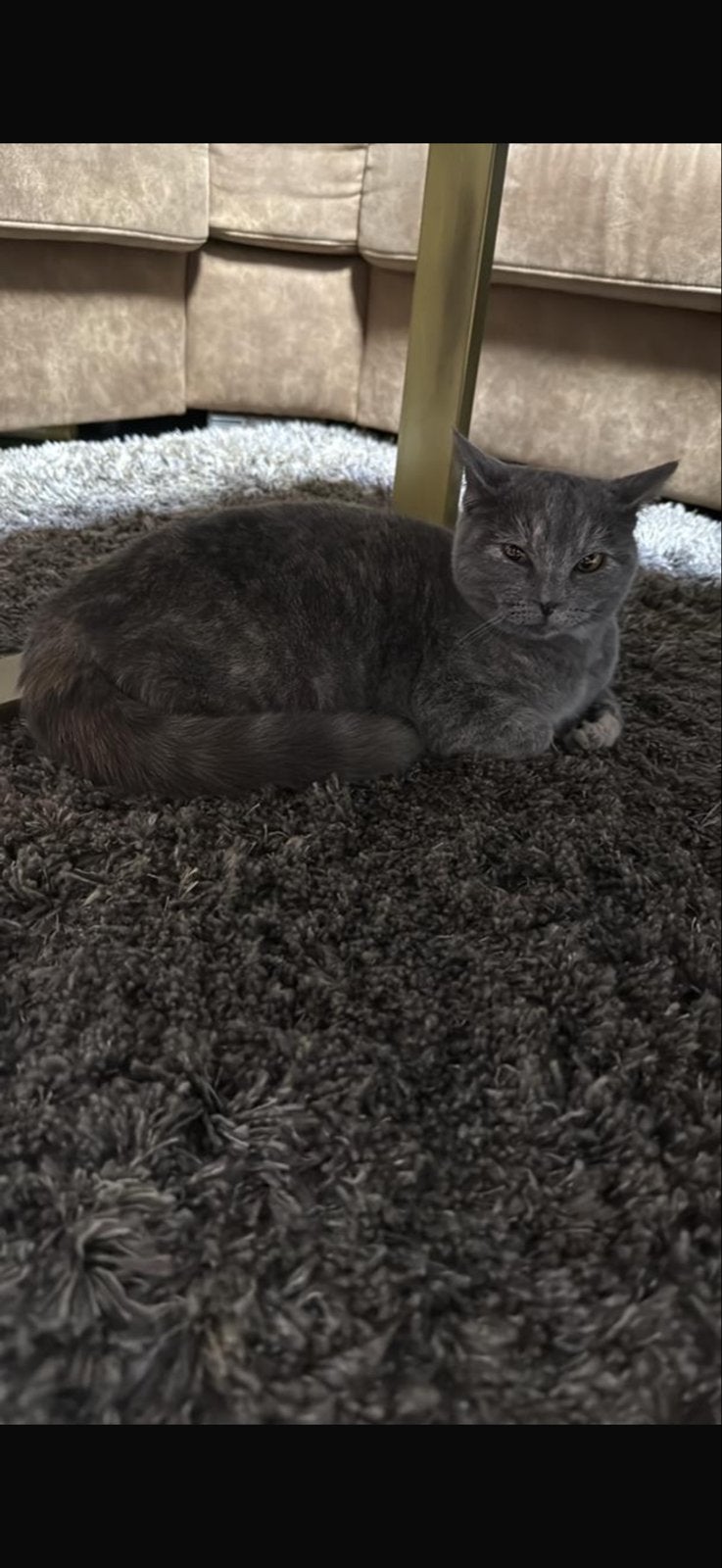 Half-Britse kat