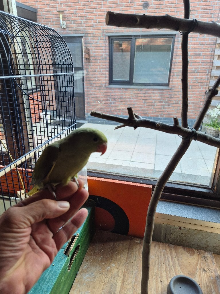 Halsbandparkiet, Geslacht onbekend, Parkiet, Geringd