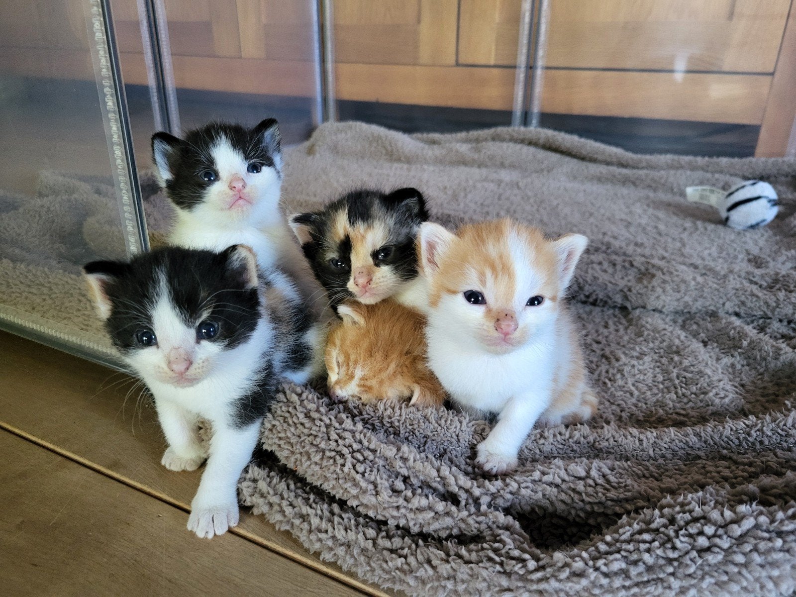 Lieve kittens te koop., Meerdere dieren