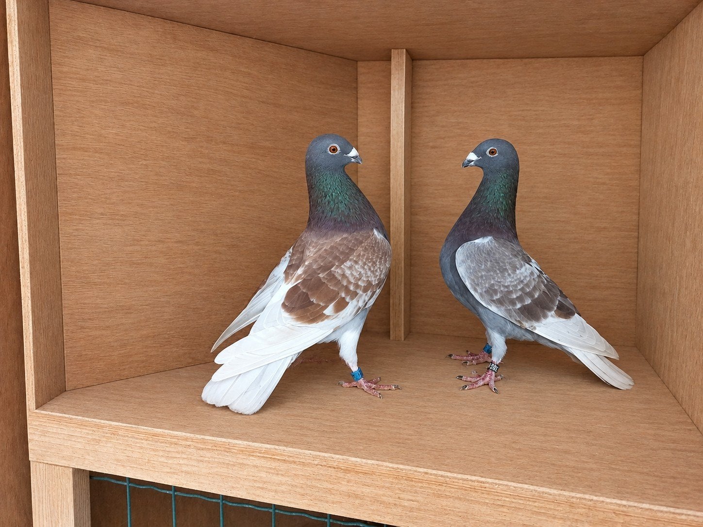Kroppers, Dieren en Toebehoren, Meerdere dieren, Overige soorten