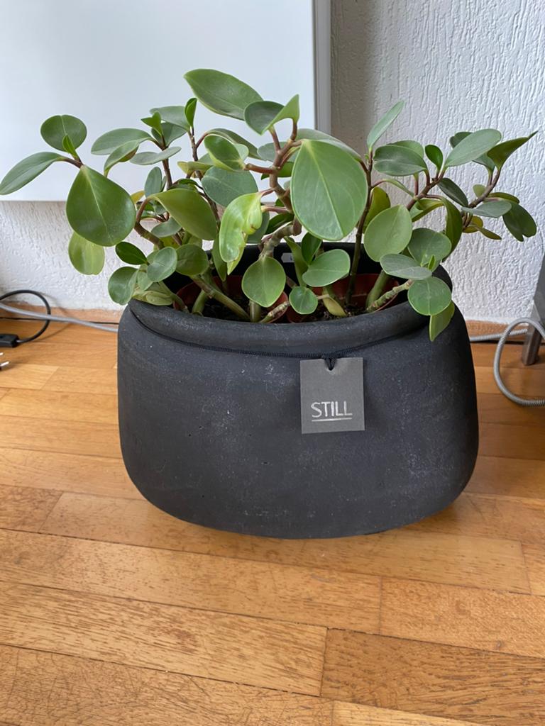 Still bloempot mat zwart met 2 vetplanten, Ophalen, Kunststof, Minder dan 30 cm, Rond