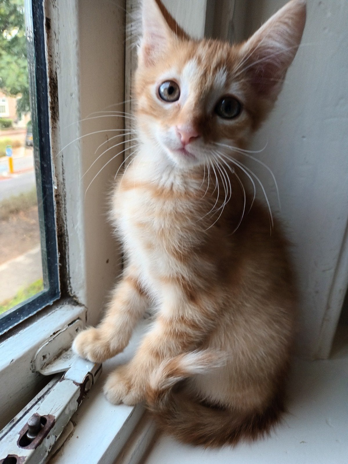 Wij mogen het nest verlaten   maine coon kittens, Poes, Gechipt