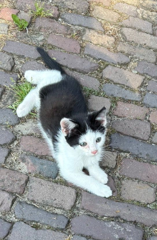 Schattige kitten te koop, Kater, Kortharig, 0 tot 2 jaar