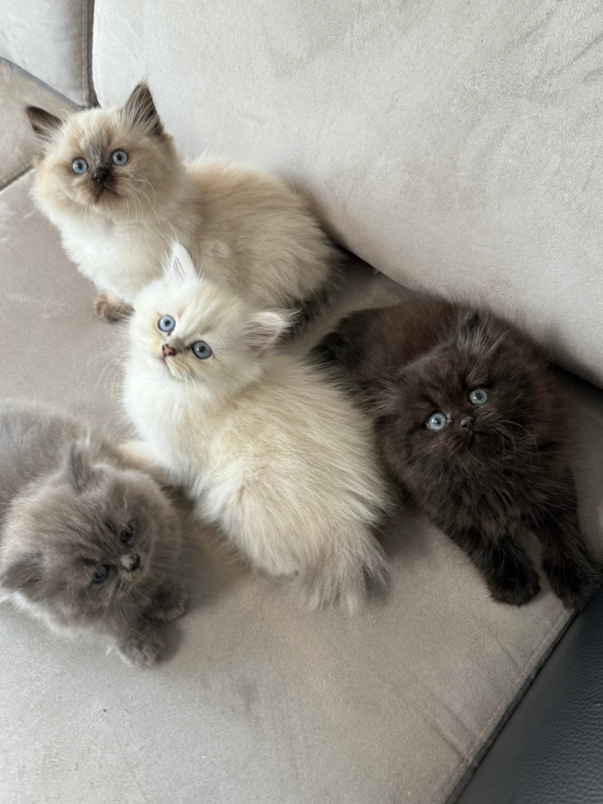 Perzische kittens, Dieren en Toebehoren, Katten en Kittens | Raskatten | Langhaar, Meerdere dieren, Ontwormd, 0 tot 2 jaar