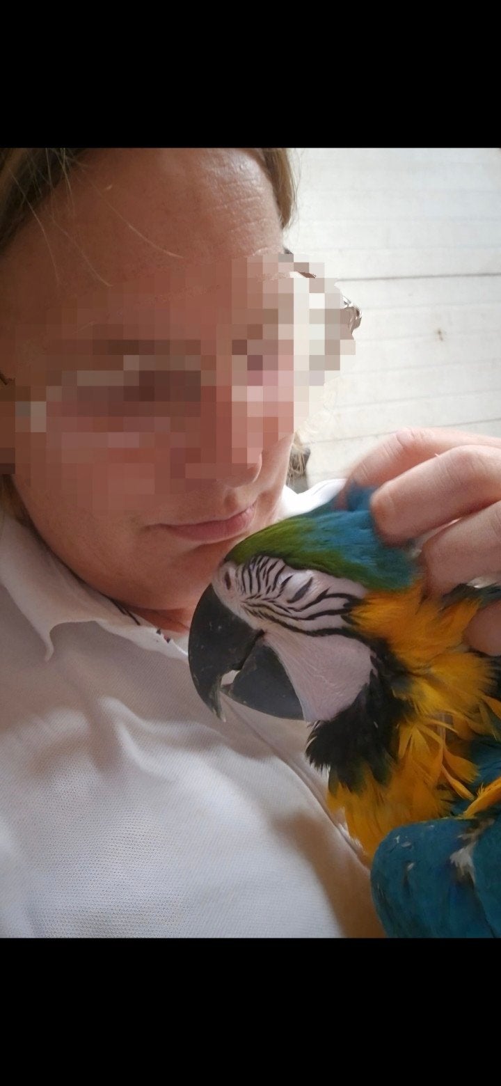 super tamme baby blauwgele ara te koop, Vrouwelijk, Papegaai, Tam