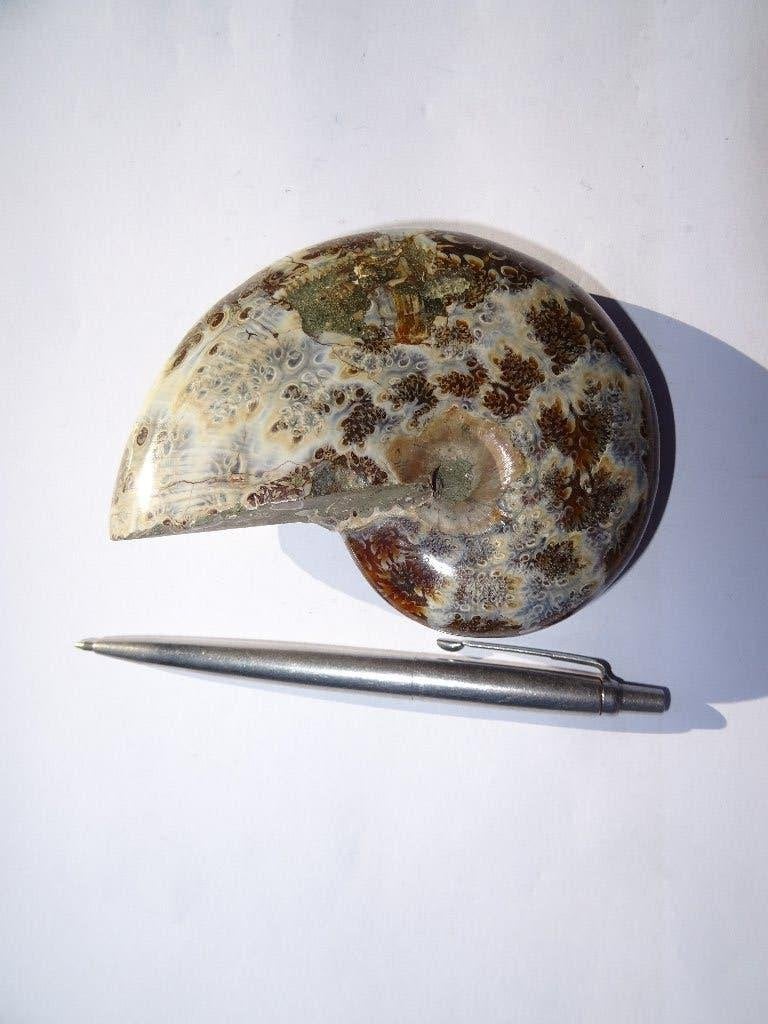 Ammoniet cleoniceras, Ophalen of Verzenden, Fossiel