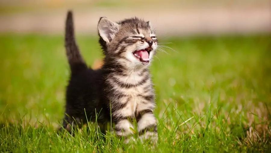 Kitten gezocht, Dieren en Toebehoren, Katten en Kittens | Overige Katten, Poes