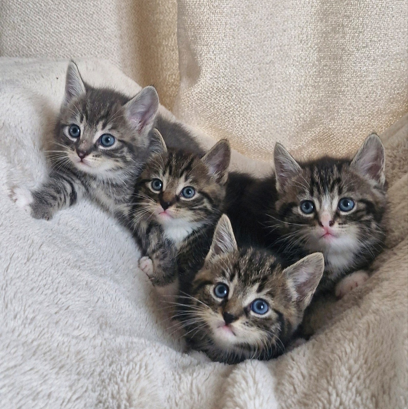 superlieve kittens, Meerdere dieren, Ontwormd, 0 tot 2 jaar