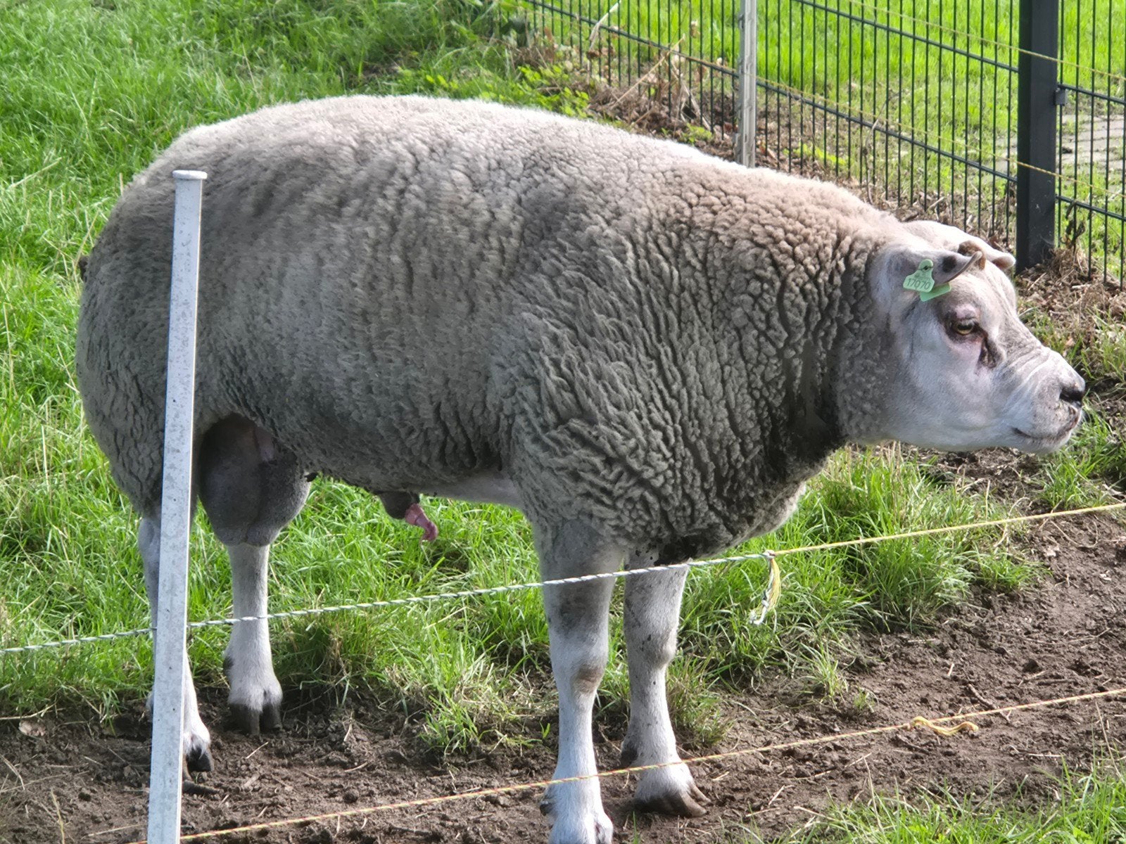 Te Koop 3 jarige Stamboek Texelaarram., Dieren en Toebehoren, Mannelijk, Schaap, 3 tot 5 jaar