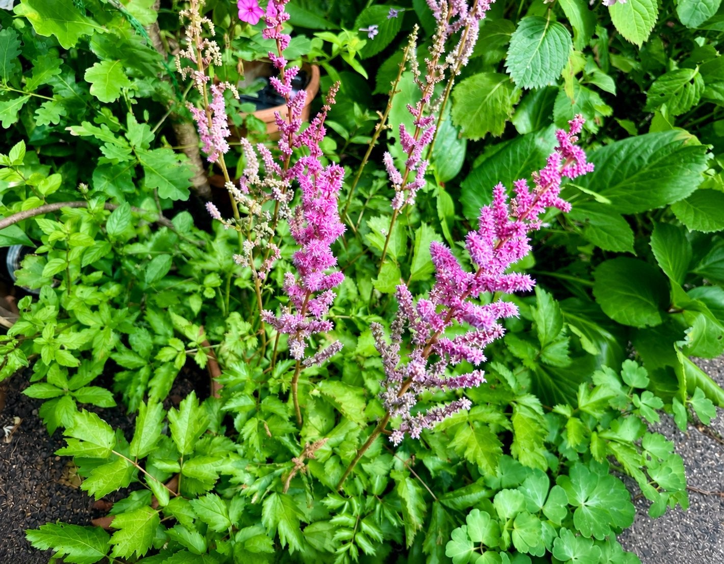 Astilbe (Pluimspirea) - Grote Pluimsperea, Paarse bloemen, Tuin en Terras, Overige soorten, Vaste plant, Ophalen of Verzenden
