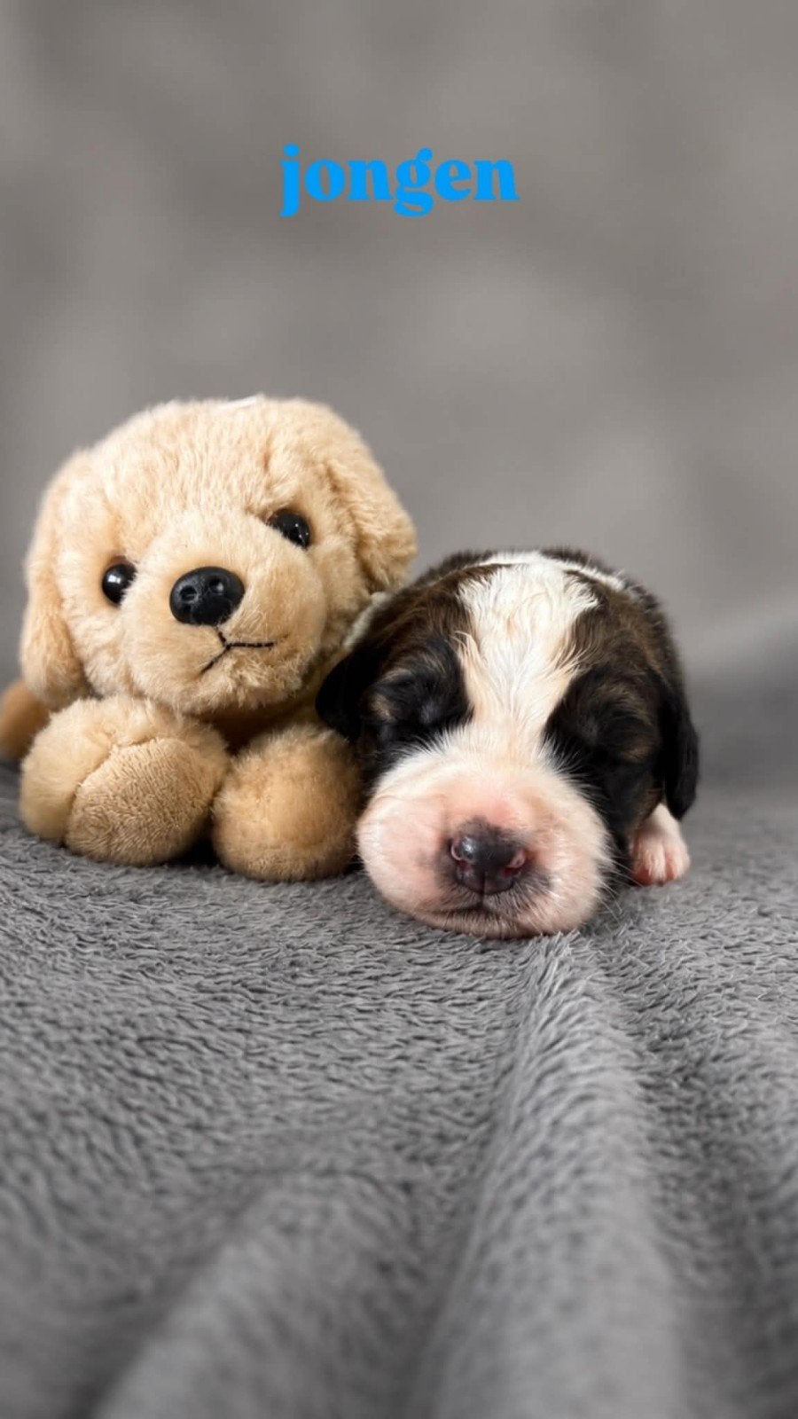 pups papa sint bernard mama berner wij zijn van belgie, België, Particulier, Parvo, Meerdere