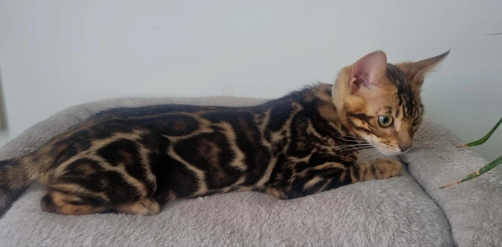 Bengaalse kitten (katertje) zoekt gouden mandje, Dieren en Toebehoren, Katten en Kittens | Raskatten | Korthaar, Kater, 0 tot 2 jaar