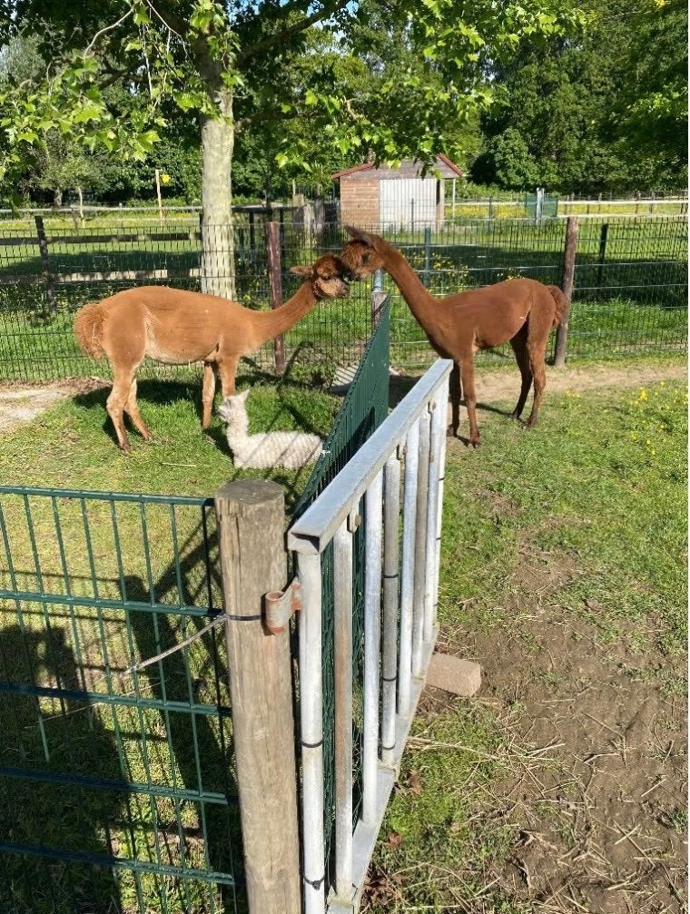 Alpaca June merrie AAB011098 met merrie veulen van dit jaar, Dieren en Toebehoren, Overige Dieren, Juni, Vrouwelijk