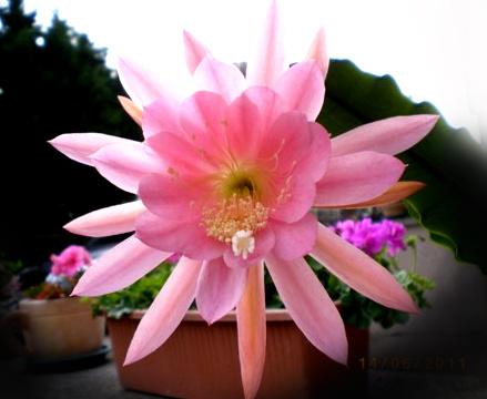 cactus - Epiphyllum SIEGFRIED, Ophalen of Verzenden, Cactus, Volle zon, Minder dan 100 cm