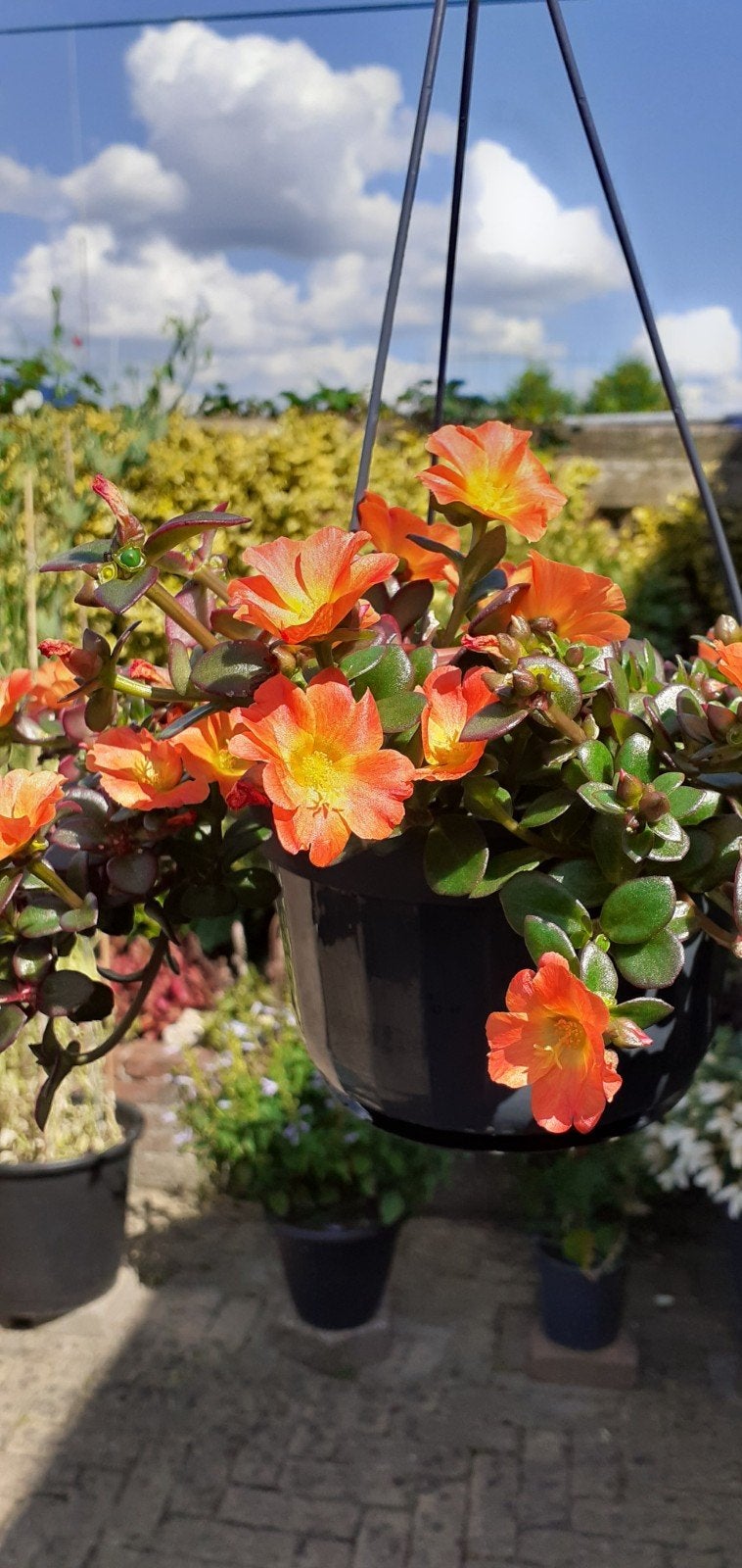 Portulaca in hangpot - Diverse kleuren, Ophalen, Kunststof, Minder dan 30 cm, Minder dan 60 cm
