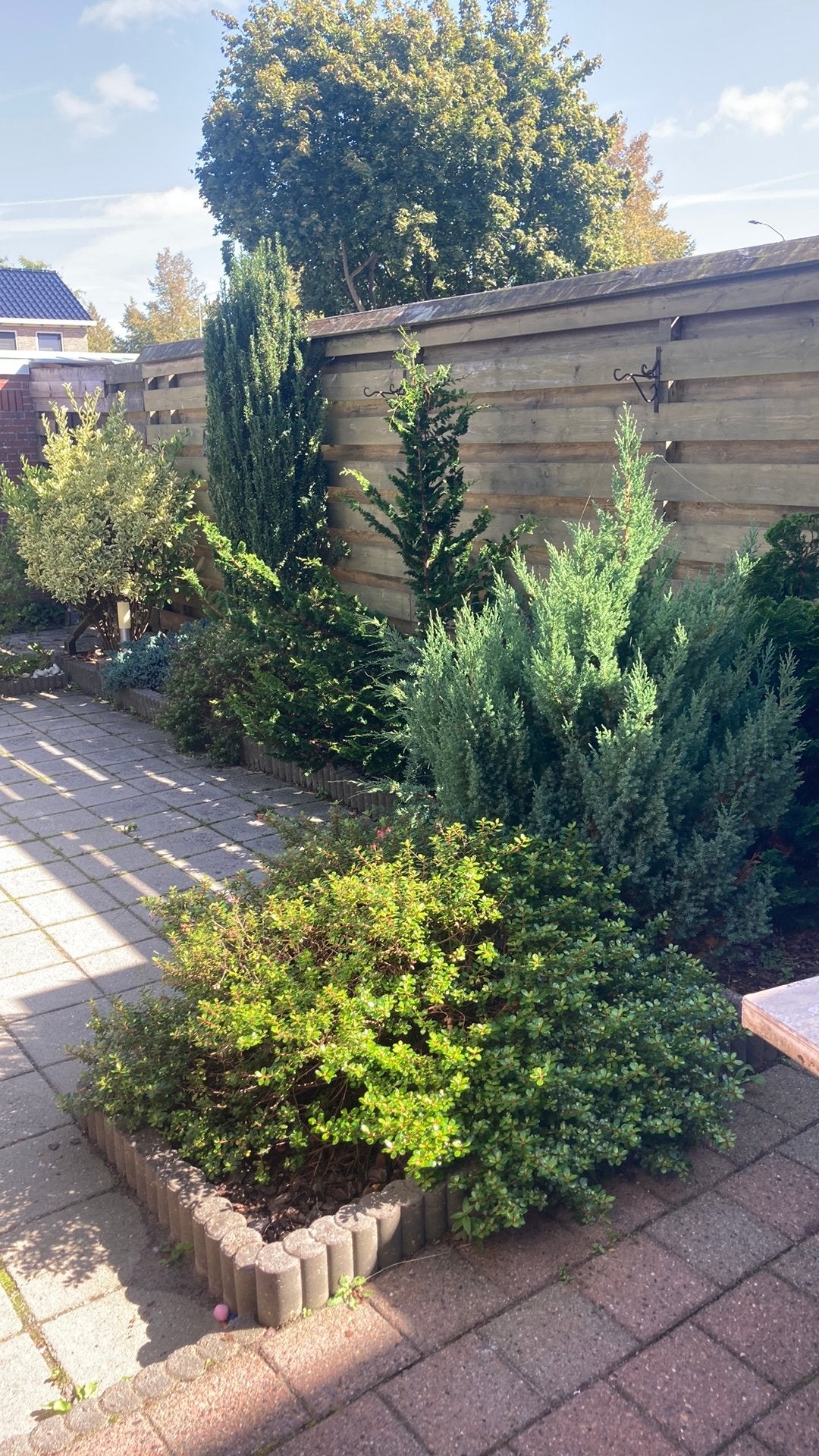 Foto 9 van Diverse Vaste Tuinplanten - Groenblijvend en Onderhoudsvrien