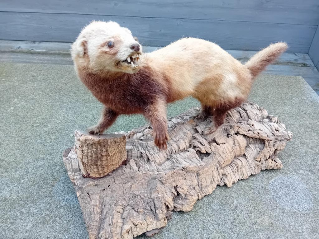 Opgezette marter, bunzing taxidermie, Ophalen of Verzenden