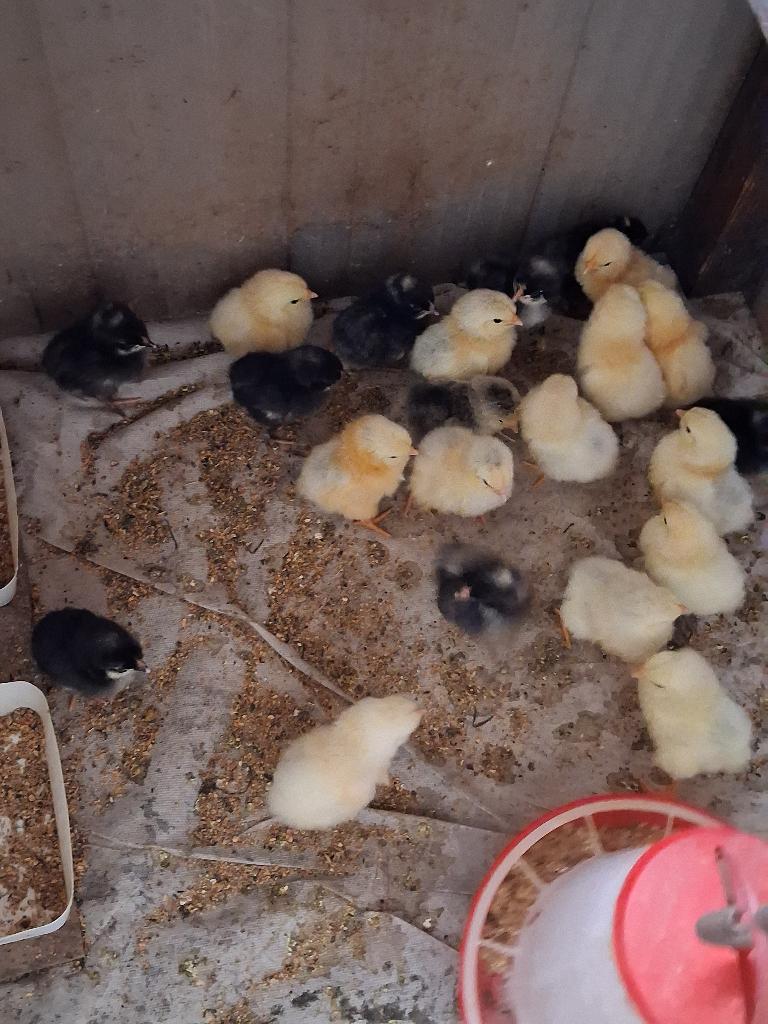 Kuikens krielkippen, Meerdere dieren, Kip