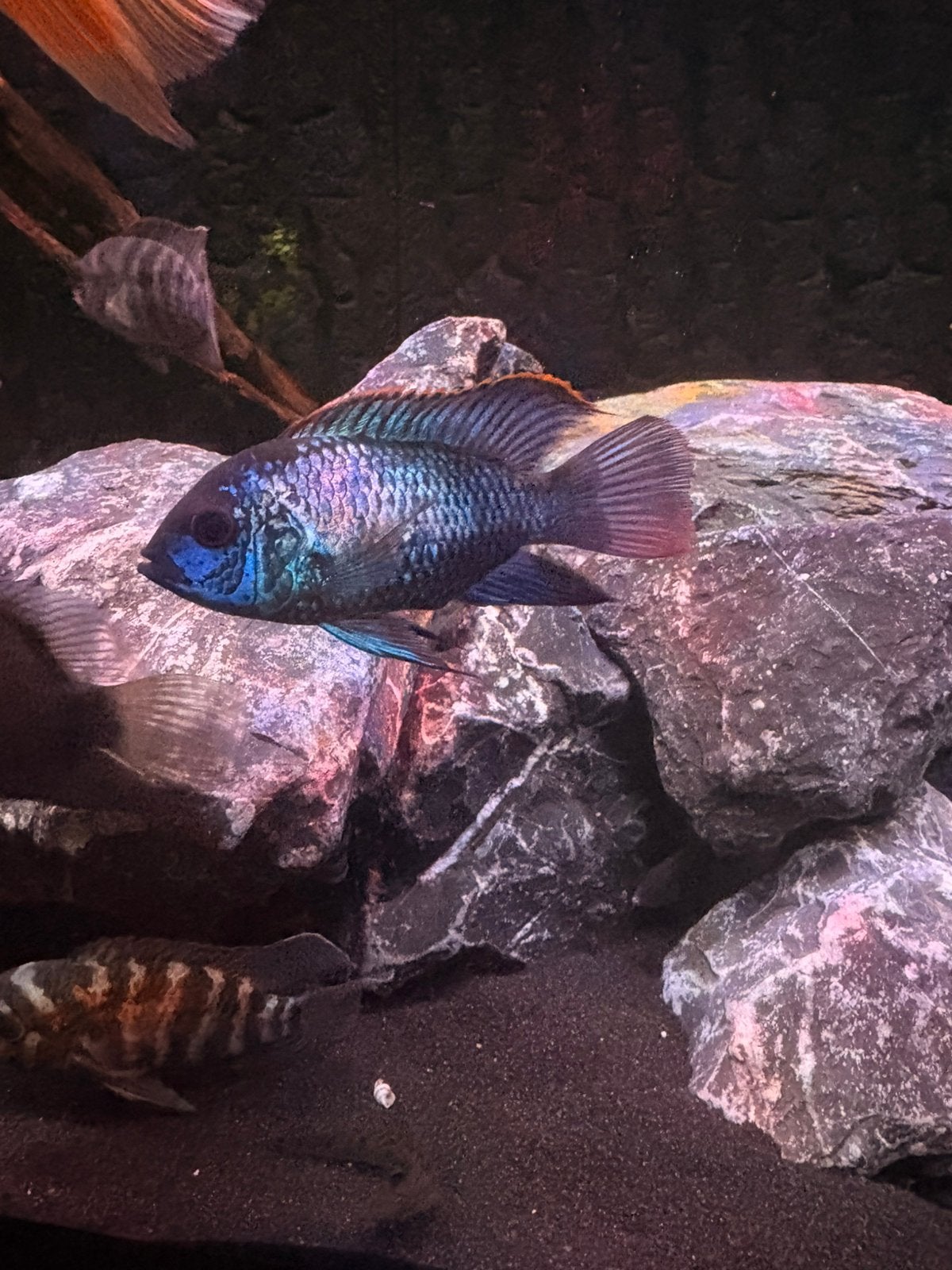 Electr blauwe acara., Vis