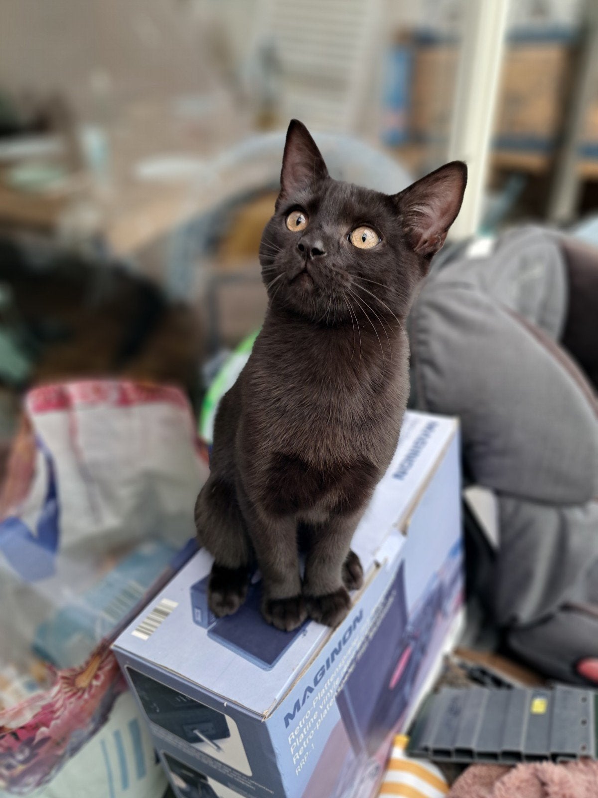 Kittens, Meerdere dieren