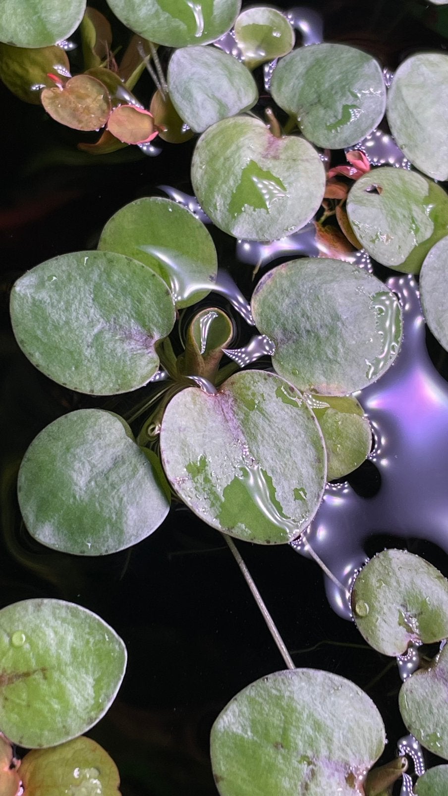 Amazon Frogbit (Limnobium laevigatum) te koop, Ophalen of Verzenden, Zo goed als nieuw, Plant(en), Steen of Hout