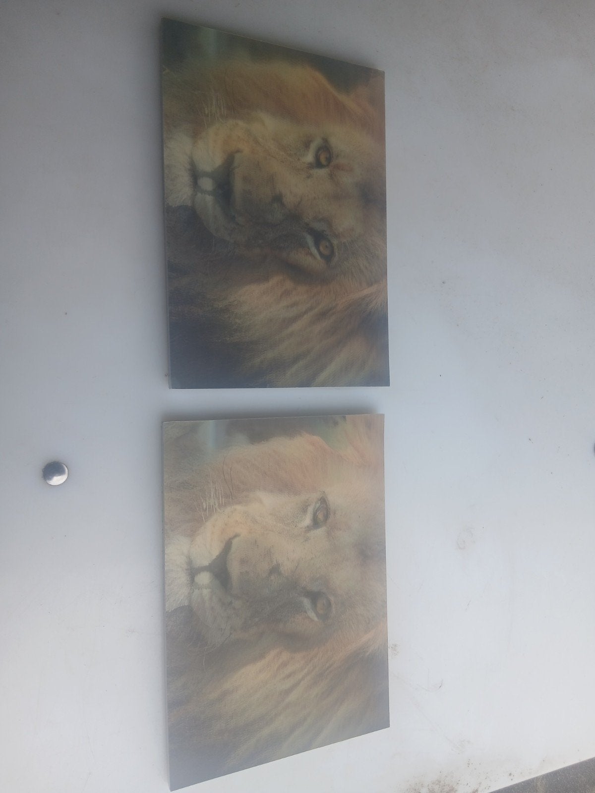 2 Leeuwen Afbeeldingen met Eye-Tracking Effect, Ophalen of Verzenden, Nieuw, Minder dan 50 cm, Schilderij