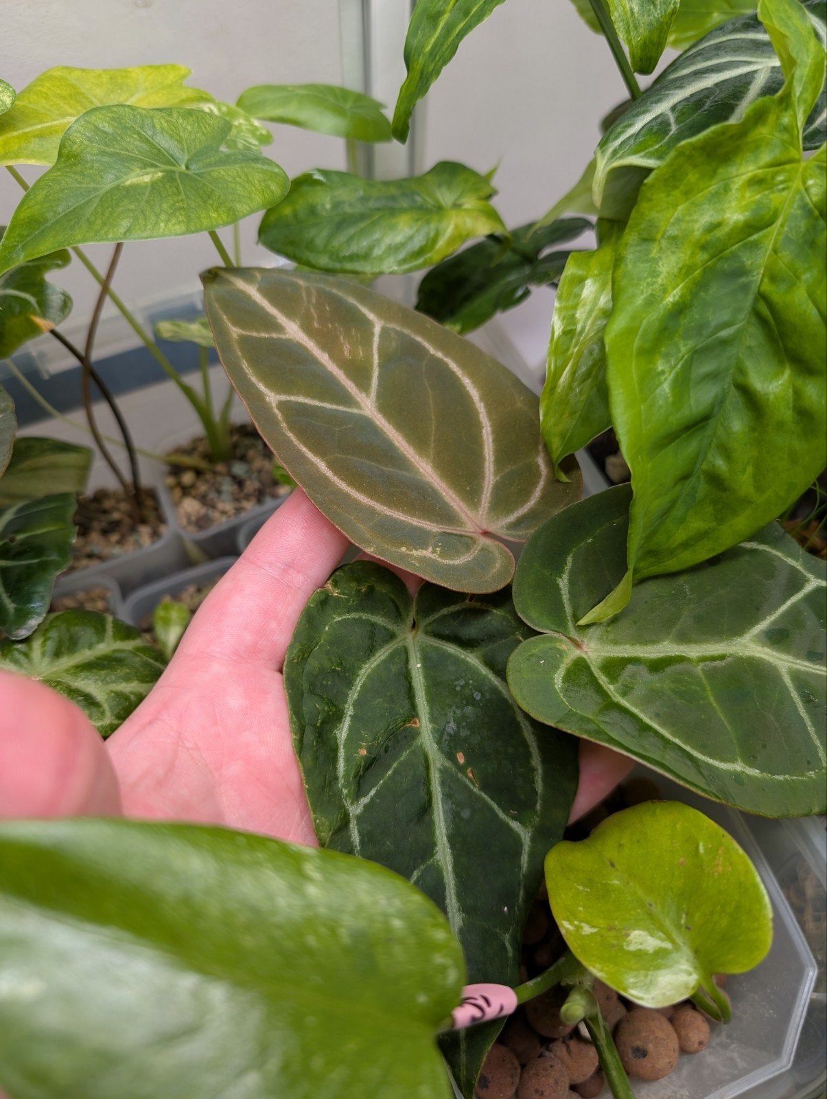 (Greige x DocBlock F2) x (Sweetlove x Pedaradiatum Var.), Ophalen of Verzenden, Halfschaduw, Minder dan 100 cm