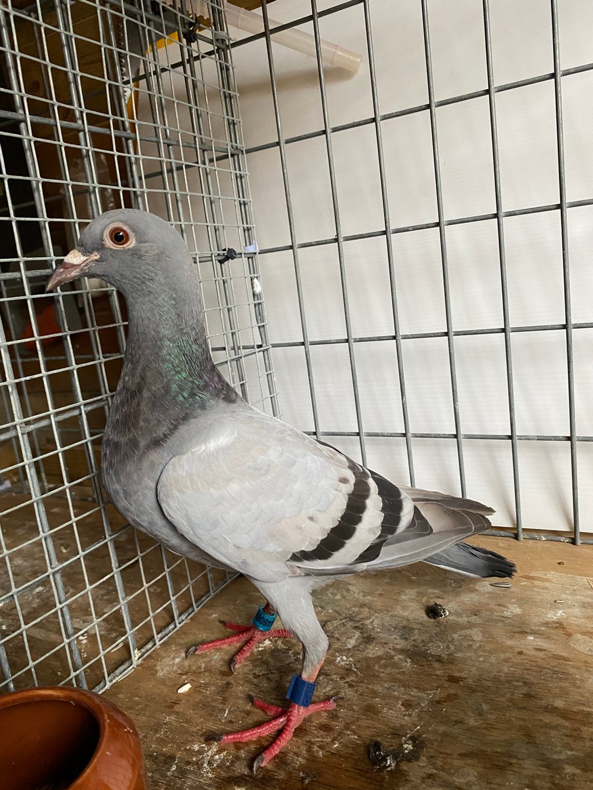 Postduif, Geslacht onbekend, Postduif